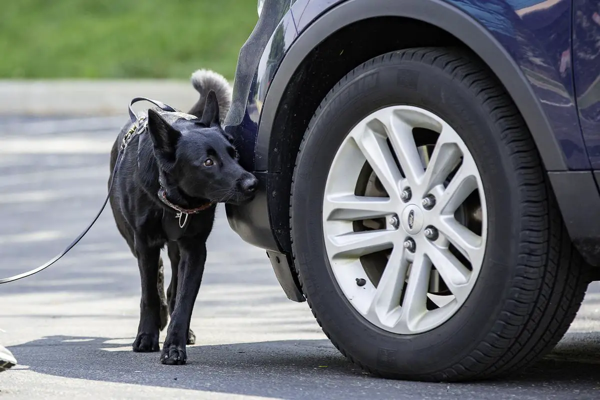 Aura vom Feuergarten