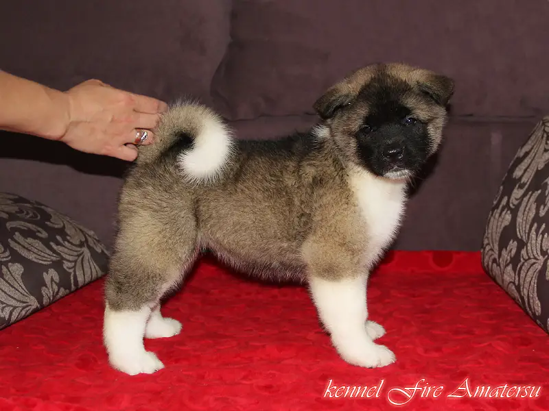 Dangerous Beauty Fire Amatersu