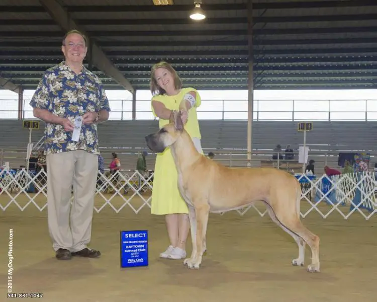 GCH CH SisCo-WildSide's Legally Blonde