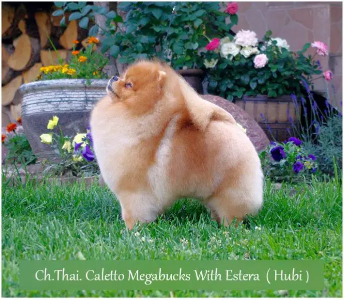 CALETTO MICROSOFT WITH ESTERA