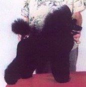 Mikki Maus Iz Troitskogo Predmestia