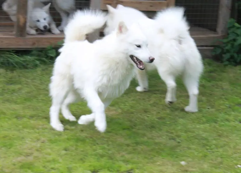 NORTS PEARL ALEKSANDR MAKEDONSKIY