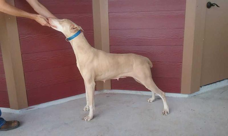 Nwr's Moon Goddess Luna