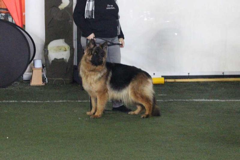 Sg2,Sg3,CAC,BB Jasmina-smilowickie-wilki