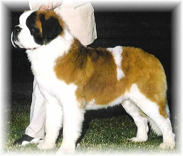 CH (AKC) Sky Meadows Renegade