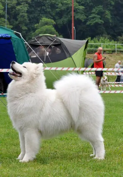 De Villaodon Snowy Symphony