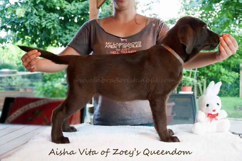 Aisha Vita of Zoey's Queendom