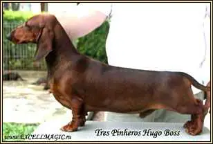 Tries Pinheiros Hugo Boss