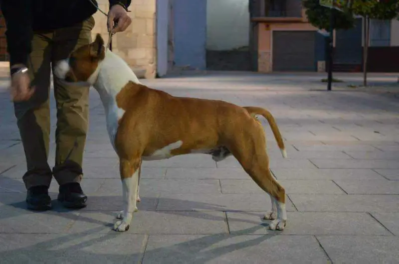 Esp Ch Karballido Staffs Asterix