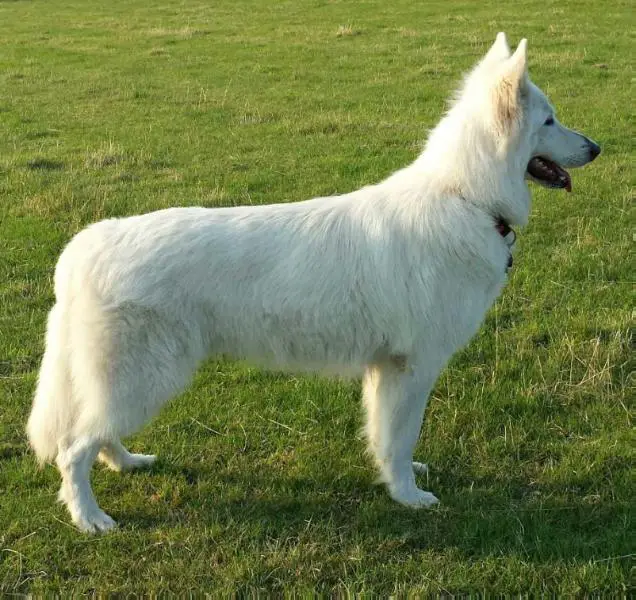 Vulcano of white Energy