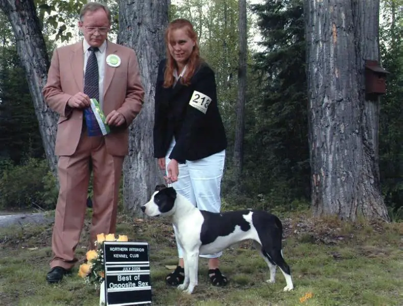 Chargers Singsugared Oreo