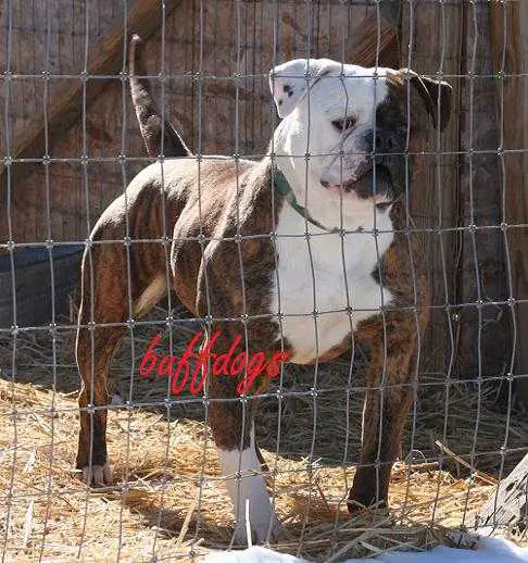 Buffdog's Tyson Jr