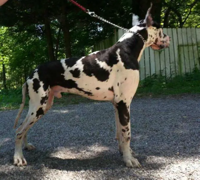 Msgd's Appetite For Destruction