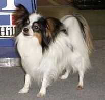 JCH RUS,MD, CH RUS,MD,BG Jolie Jasmin ot Bell Fiet