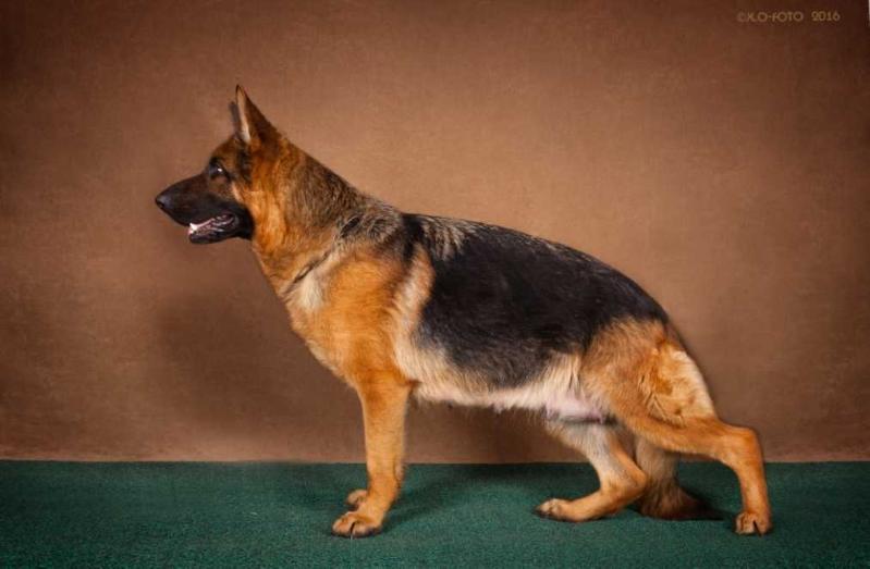 Fanta iz Doma Allens