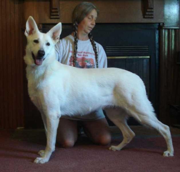 UKC Champion: AKC CGC Paws Inn's Artic Tundra Night