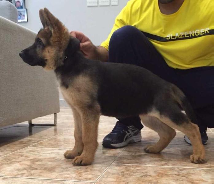 Monicca Kuwait k9-team