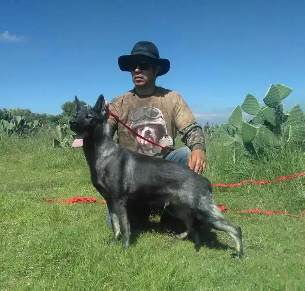 MUTTER OF K-9 TOP TRAINING