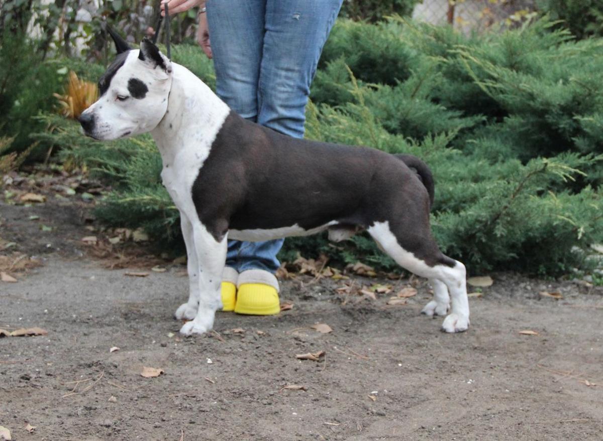 JCh.,CH&Gr.Ch.RUS&UA, BLR, RKF, AST NBC Rus, CACIB Pride Leon Zurbagan Gift