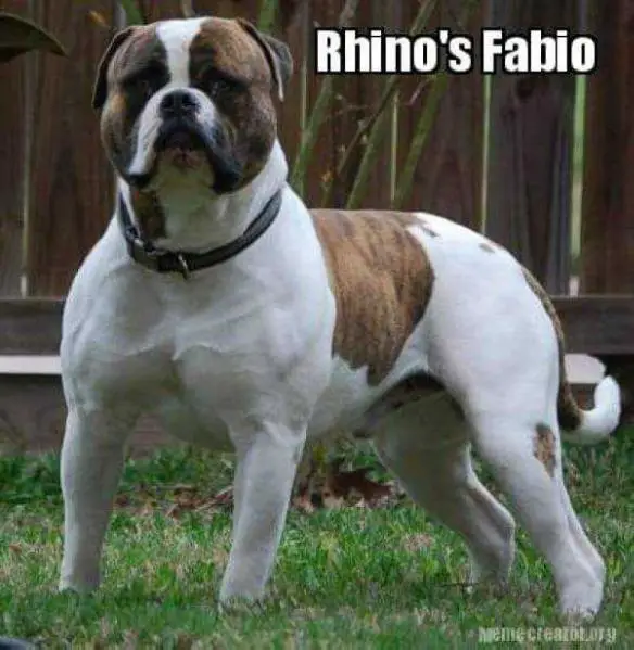 Rhino's Fabio