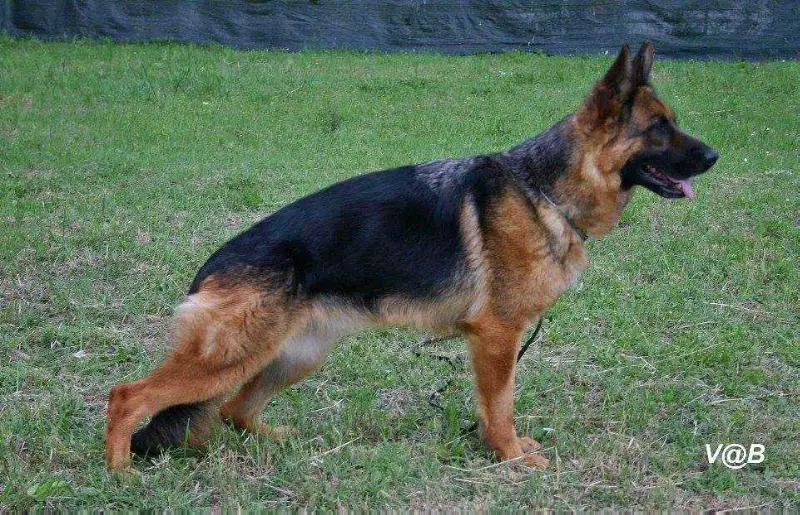 Fefe' della valle del liri