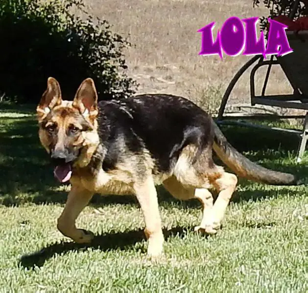 Lola vom SchattenHerz