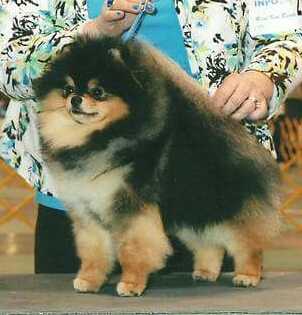 BISOH BISS Ch. Gch. Park Avenue's Tuff Chance