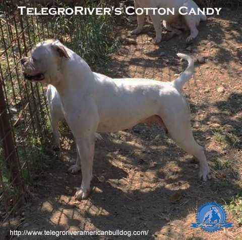 TelegroRiver's Cotton Candy