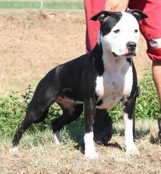 Moon Rock Landi's Mi Ritorni In Mente