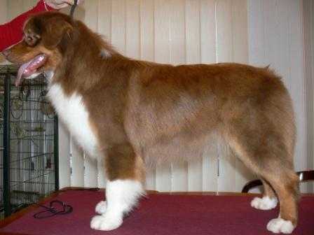 Silver Dream Aussie's Golden Eye