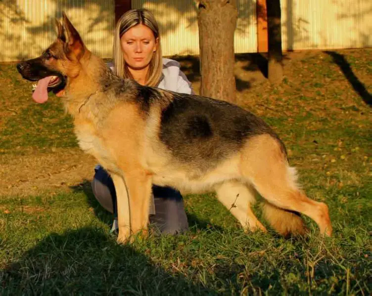 Tessy vom Gilkauertal