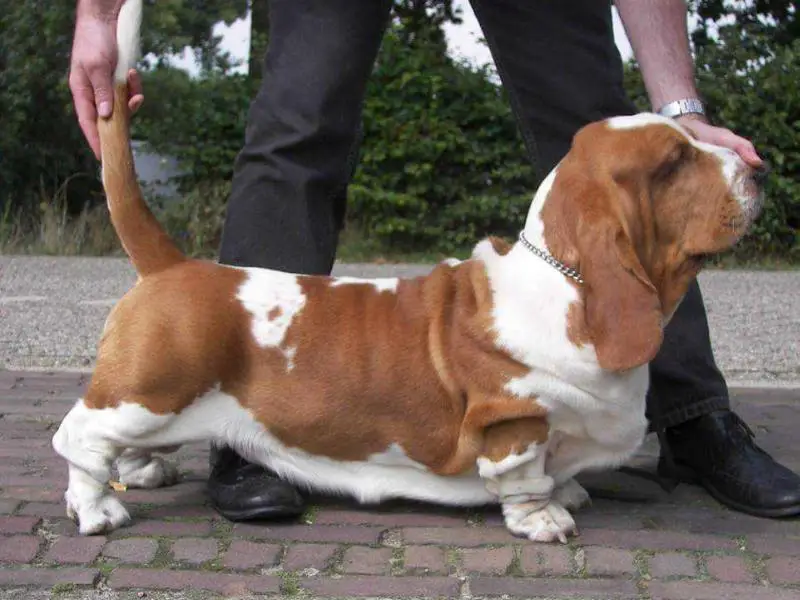 CH Rabbithunter Rocco van Grunsven of Bassefied