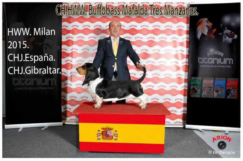 CH.HWW,CHJ.Esp,CHJ.Gibraltar.THIRD PRIZE Crufts 2016. Buffobass Mafalda Tres Manzanas