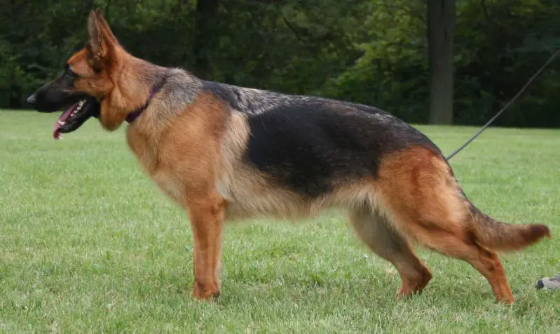 Liesel von Fenja