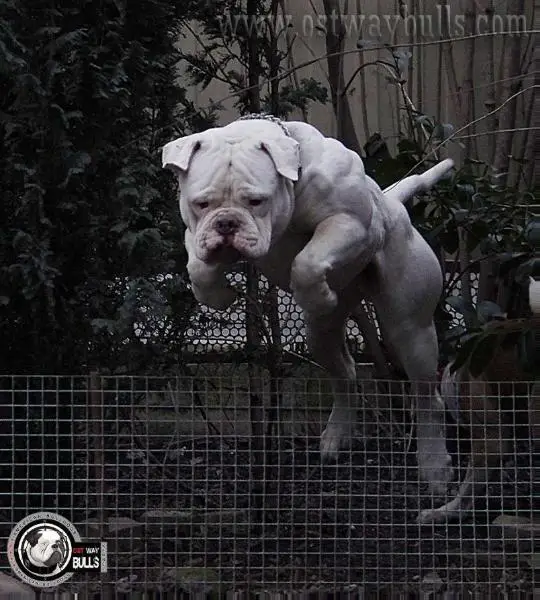 Ostwaybulls Over Mars