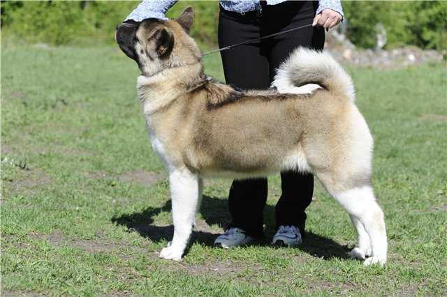 RUS CH, RUS JCH Indevor Wake My Soul