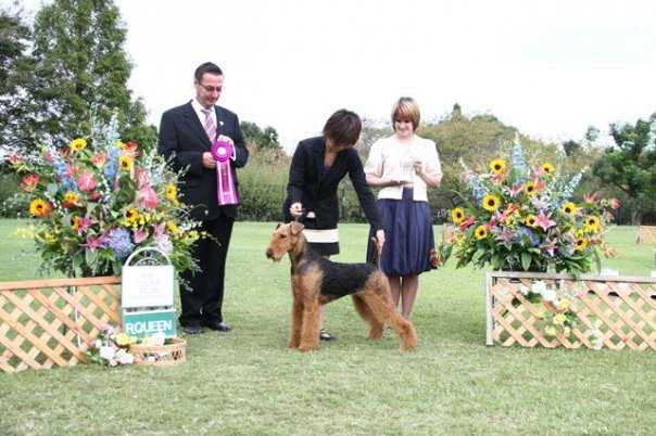 No1.Airedale Terrier in Japan.for 2009.2010 INTCH.JPCH. C.K.Terra JP*S Celtic Passion