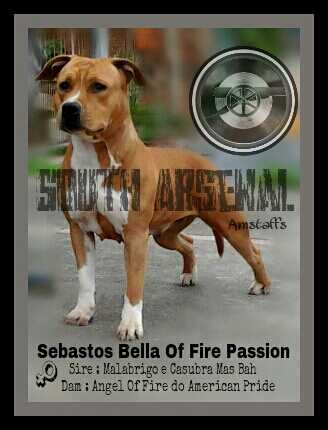 Sebastos Bella Fire Of Passion