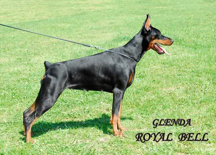 Glenda Royal Bell