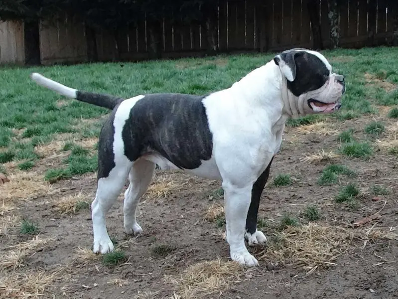 Connecticut Bulldog's Byson Reloaded of OVB