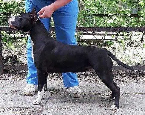 Zheltaya Rhapsodiya Yamaha