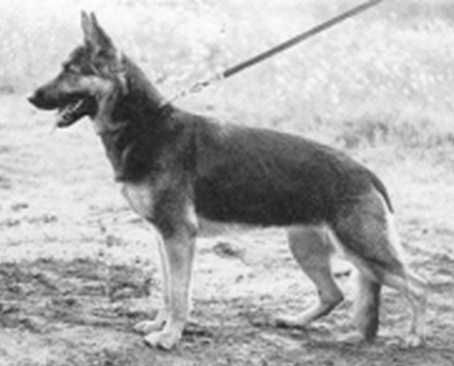 DDR Siegerin 1984, V Danka von Schönbrück