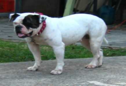 Paparazzi Kennels Fiona of Pack