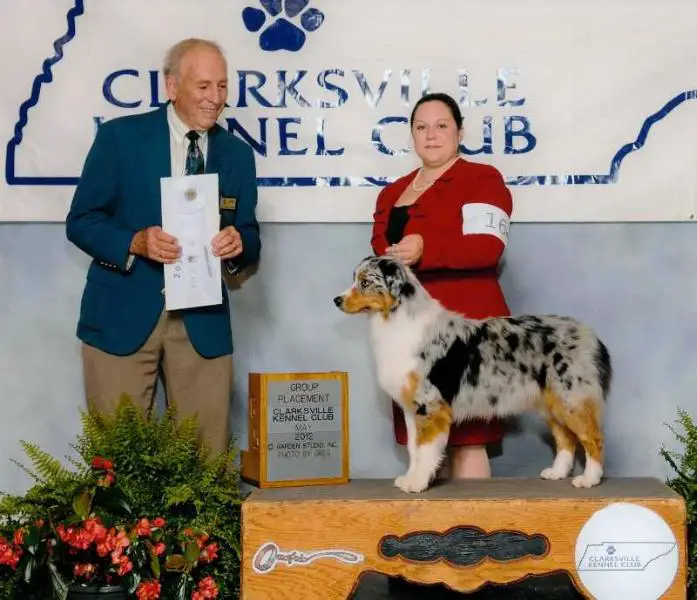 AKC GCh. Shoreland's Jazzin' It Up