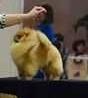 Can Gch, USA Gch Sunterra Star Status