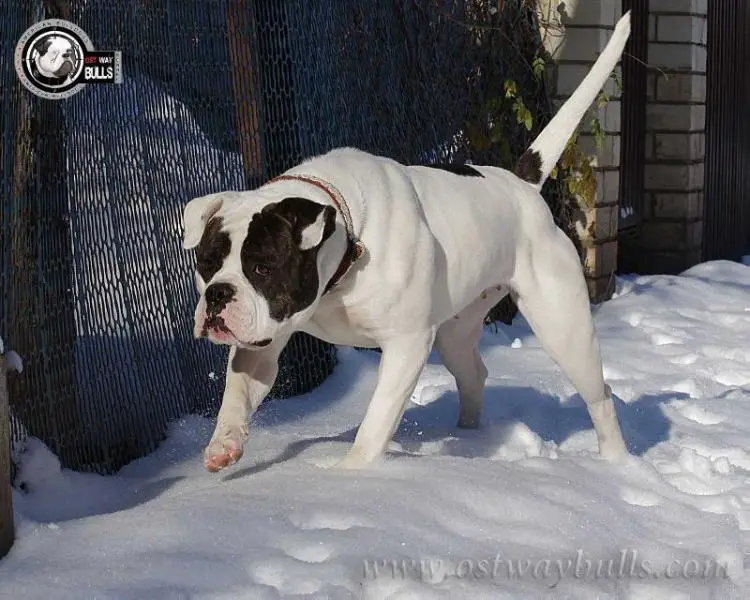 OSTWAYBULLS NORMANDIA