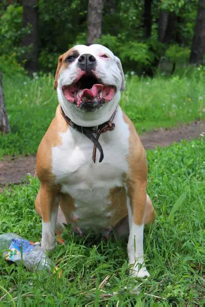 JUNIOR CHAMPION RUSSIA BARSELONA BEAUTY RED STAR