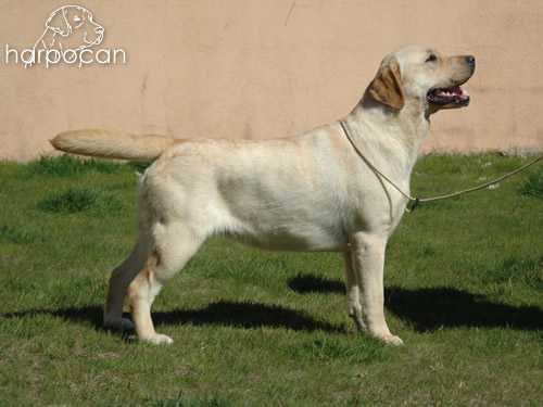 Ibérica de Bellota de Chatemelse