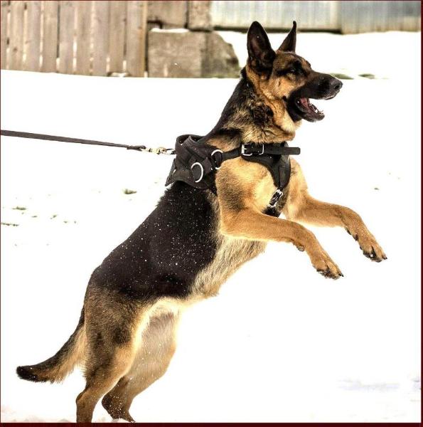 BH CGN TT Embla vom Boom Lakes