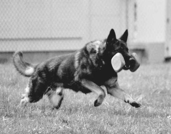 Nitro Von Linienbach